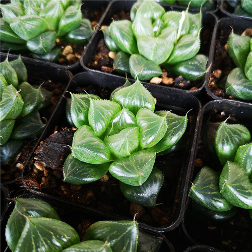 Haworthia 'Sansenjyu' : Real Live Succulent Cactus Plant
