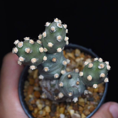 Real Live Succulent Cactus Plant :  Tephrocactus molinensis