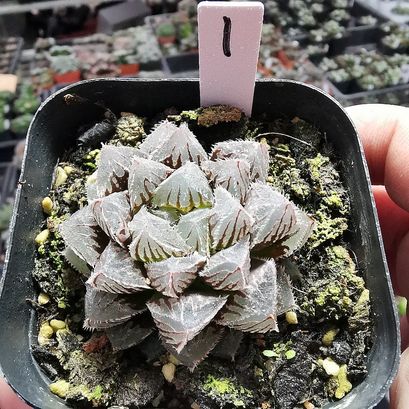 live rock succulent Haworthia venusta 'Red Rock' : Real Live Succulent Cactus Plant