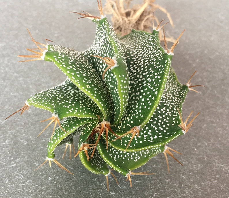 Astrophytum ornatum 'Spiral' : Real Live Succulent Cactus Plant