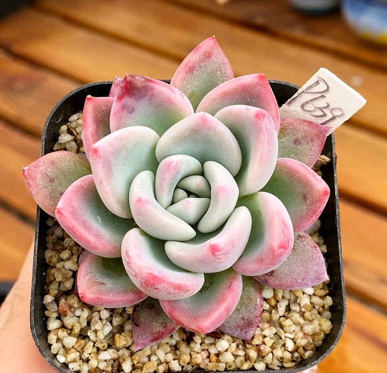 are succulents real Real Live Succulent Cactus Plant : Echeveria 'Mathilda' – Succulent Zone