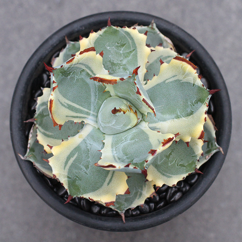Real Live Succulent Cactus Plant :  Agave Isthmensis Dwarf Butterfly variegata