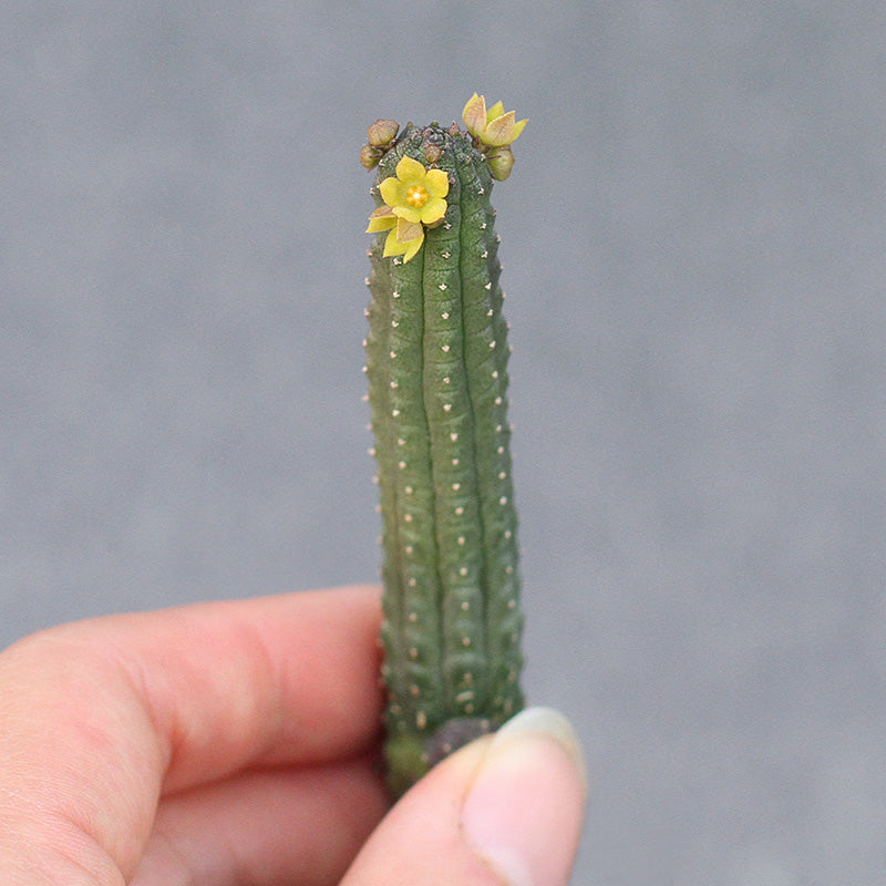 Real Live Succulent Cactus Plant :  Echidnopsis cereiformis