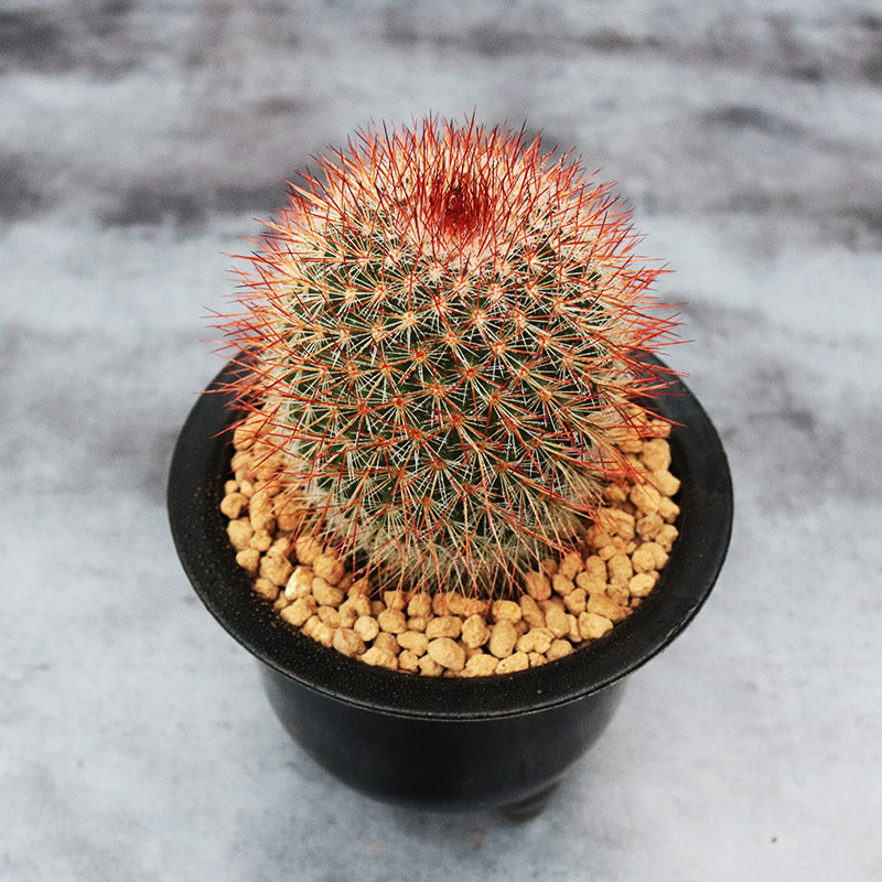 Mammillaria spinosissima 'Alba' : Real Live Succulent Cactus Plant –  Succulent Zone