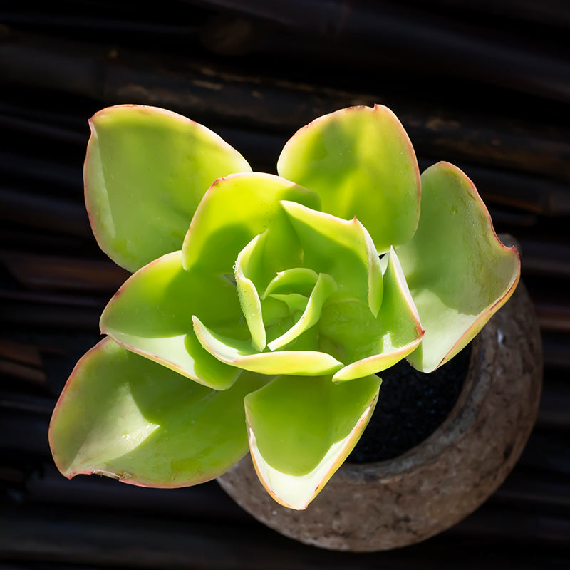 Real Live Succulent Cactus Plant : Echeveria 'Lemon Twist' – Succulent Zone