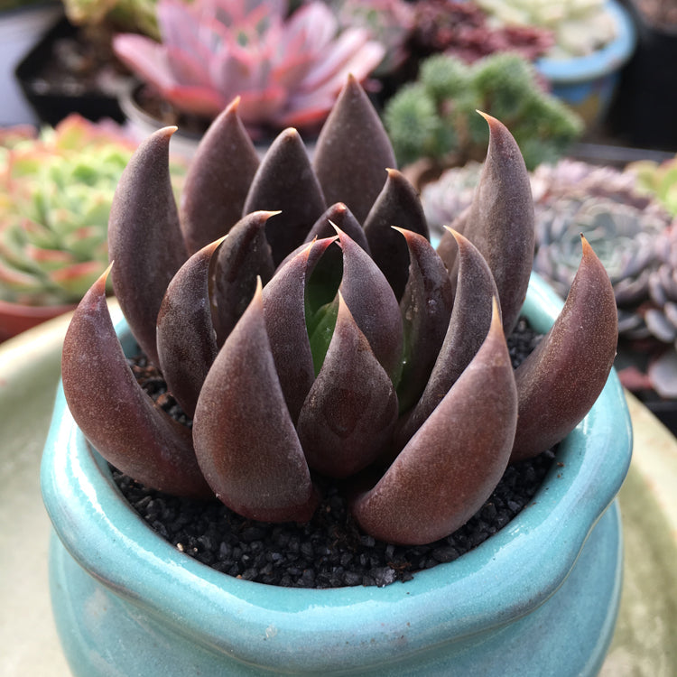 black knight succulent flower Real Live Succulent Cactus Plant : Echeveria affinis cv. Black Knight