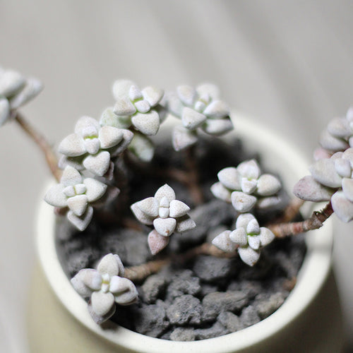 Real Live Succulent Cactus Plant :  Crassula deltoidea L.