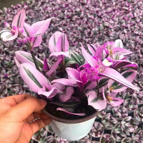 Real Live Succulent Cactus Plant :  Tradescantia Nanouk Fluminensis Tricolor