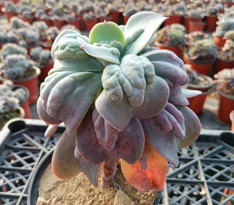 paul bunyan succulent Real Live Succulent Cactus Plant : Echeveria 'Paul Bunyan'