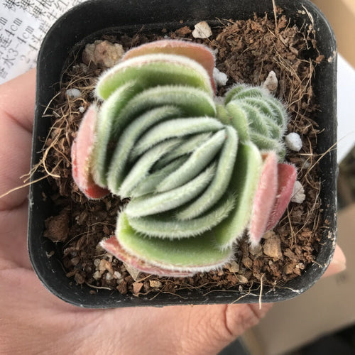 Real Live Succulent Cactus Plant :  Crassula Tomentosa