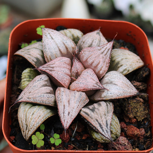 Haworthia 'Princess Kazunomiya' : Real Live Succulent Cactus Plant