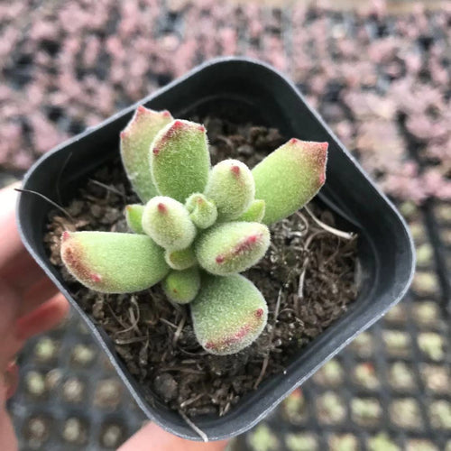 Cotyledon ladismithiensis 'Konekonotume' : Real Live Succulent Cactus Plant