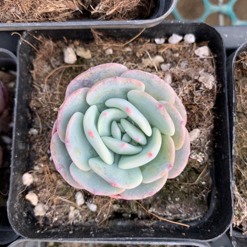 Real Live Succulent Cactus Plant :  Echeveria 'Mont Blanc'