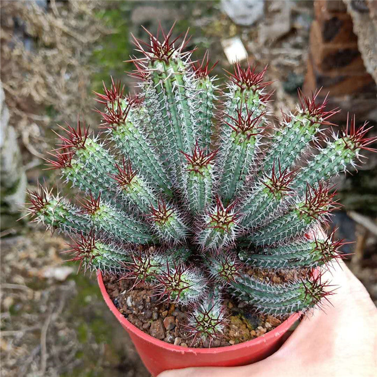 is euphorbia a cactus or succulent Real Live Succulent Cactus Plant : Euphorbia baioensis S.Carter
