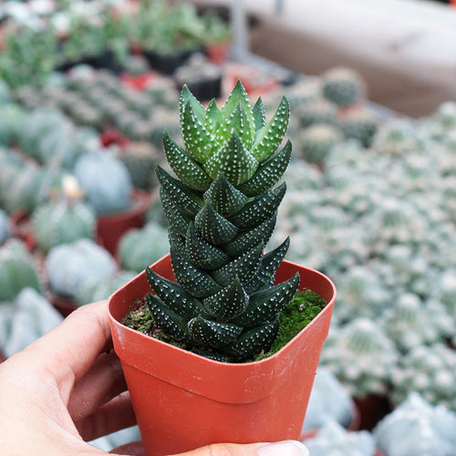Real Live Succulent Cactus Plant :  Haworthia reinwardtii var. Chalwini