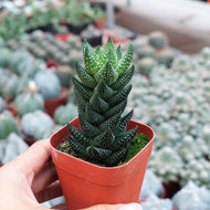 Real Live Succulent Cactus Plant :  Haworthia reinwardtii var. Chalwini