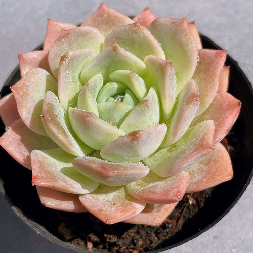 Real Live Succulent Cactus Plant :  Echeveria Sarang