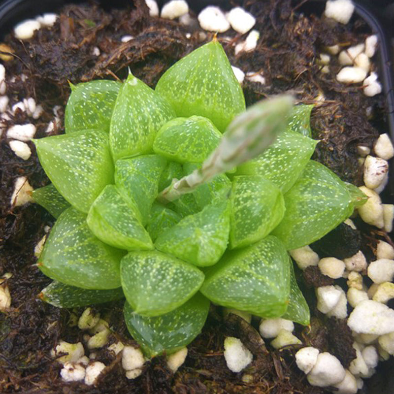 Haworthia turgida Haw. var. suberecta V. Poelln. : Real Live Succulent Cactus Plant
