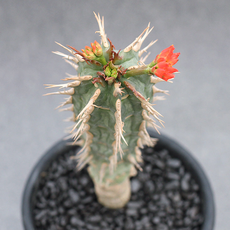 Real Live Succulent Cactus Plant :  Euphorbia Viguieri