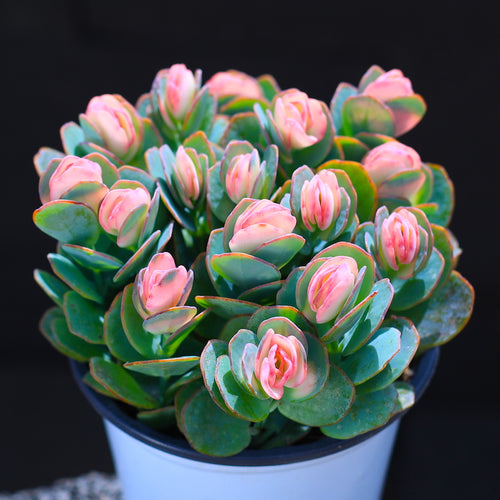 Real Live Succulent Cactus Plant :  Kalanchoe marnieriana H. Jacobsen variegata