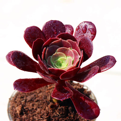 Real Live Succulent Cactus Plant :  Aeonium arboreum 'Velour European'