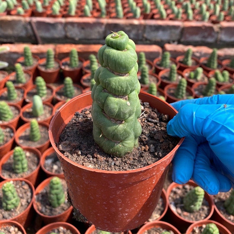 Real Live Succulent Cactus Plant :  Eulychnia castanea f. varispiralis