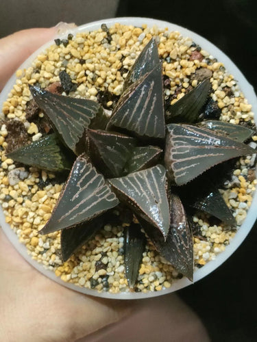 Real Live Succulent Cactus Plant :  Haworthia mirabilis var. badia