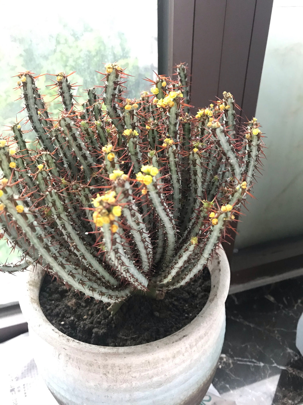 Real Live Succulent Cactus Plant :  Euphorbia aeruginosa Schweick Miniature Saguaro