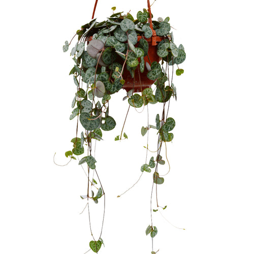 Real Live Succulent Cactus Plant : Ceropegia Collaricorona Ssp. Collaricorona Werderm