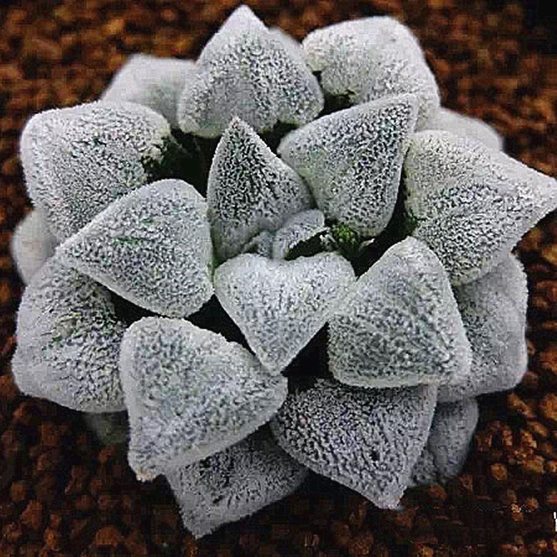 Haworthia picta Poelln. 'Konayuki' : Real Live Succulent Cactus Plant