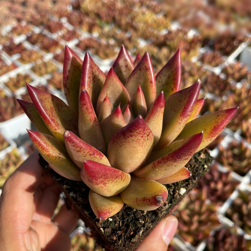 Real Live Succulent Cactus Plant :  Echeveria 'Psyche'