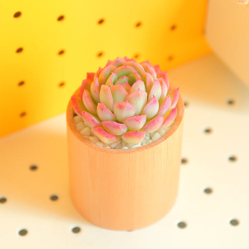 Real Live Succulent Cactus Plant :  Echeveria elegans 'Spirit'