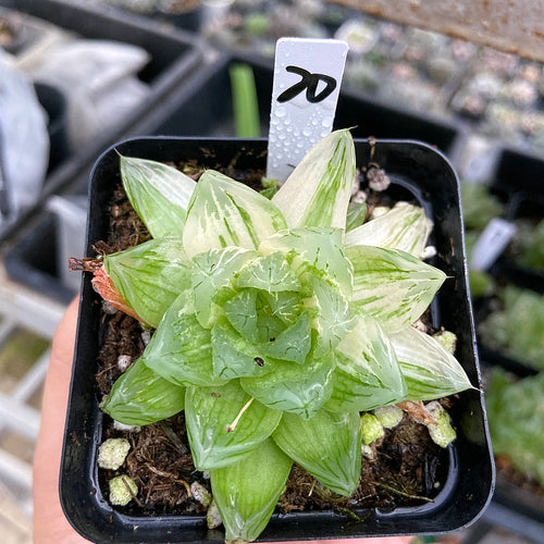 Haworthia cooperi 'Fireworks' : Real Live Succulent Cactus Plant