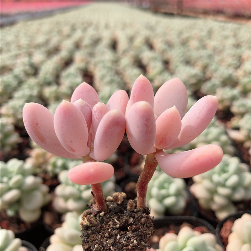 glutinicaule succulent Real Live Succulent Cactus Plant : Pachyphytum Glutinicaule Moran