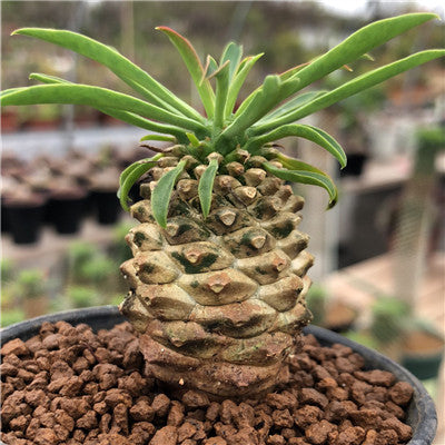 Real Live Succulent Cactus Plant : Euphorbia Bupleurifolia 'Pine Cone Plant'