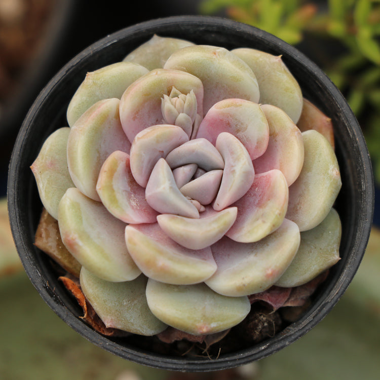 succulent burger Real Live Succulent Cactus Plant : Echeveria 'Tynie Burger' – Succulent Zone