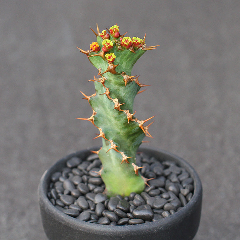 Real Live Succulent Cactus Plant :  Euphorbia Tortiyama