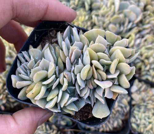 Real Live Succulent Cactus Plant :  Echeveria runyonii 'Topsy Turvy Cristata'