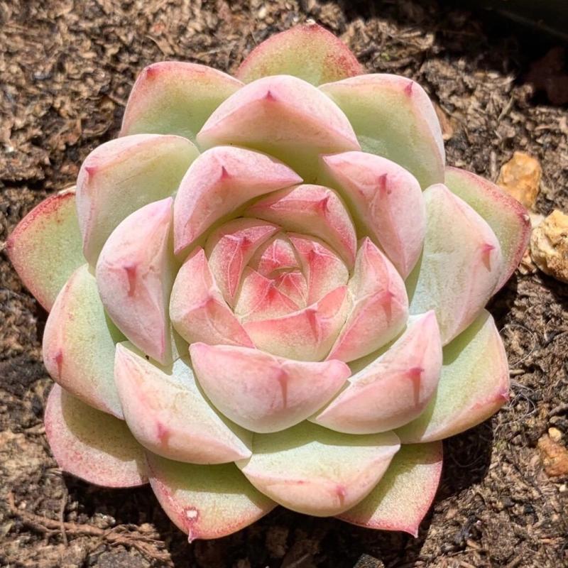 rose echeveria succulent Real Live Succulent Cactus Plant : Echeveria 'Queen Rose'