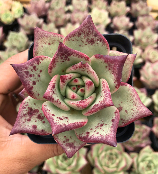 Real Live Succulent Cactus Plant : Echeveria agavoides 'sirius'