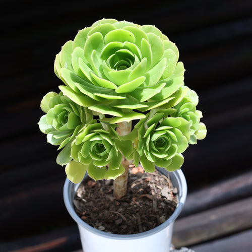 Real Live Succulent Cactus Plant :  Aeonium arboreum 'Velour Green Form'