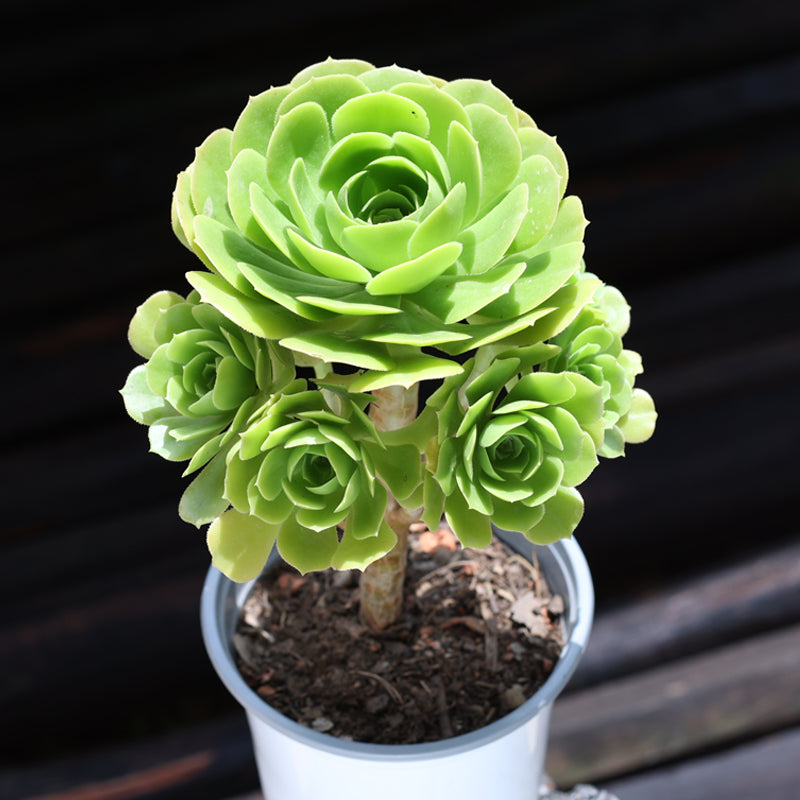 succulent buds Real Live Succulent Cactus Plant : Aeonium arboreum 'Velour Green Form'
