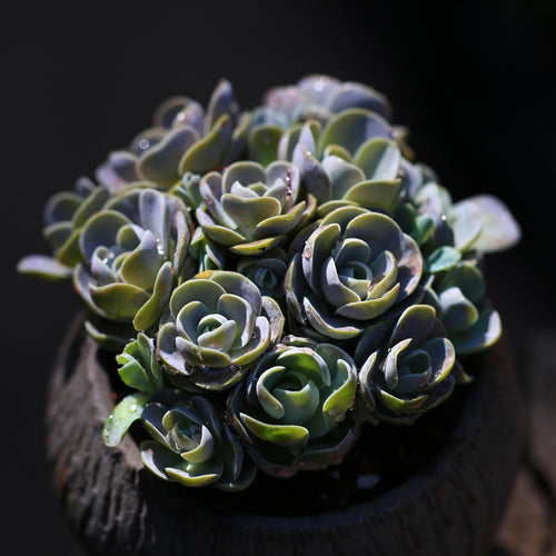 Real Live Succulent Cactus Plant :  Orostachys boehmeri (Makino) Hara