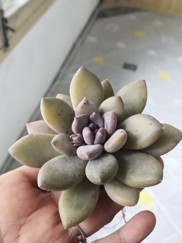 Real Live Succulent Cactus Plant :  Echeveria 'Snow Queen'