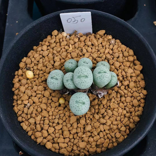 Conophytum flavum N. E. Br. : Real Live Succulent Lithops Pseudotruncatella Plant