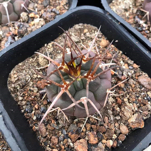 Gymnocalycium mazanense (Backeberg) Backeberg : Real Live Succulent Cactus Plant