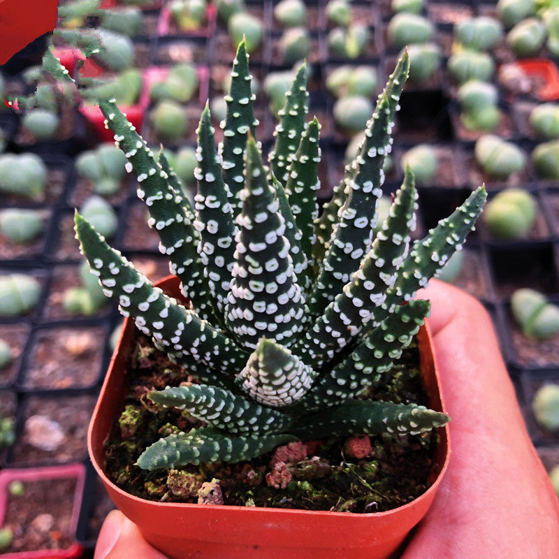 ring plant succulent Haworthia pumila 'Smoke Ring' : Real Live Succulent Cactus Plant