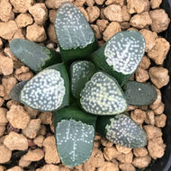 Real Live Succulent Cactus Plant : Haworthia Groenewaldii