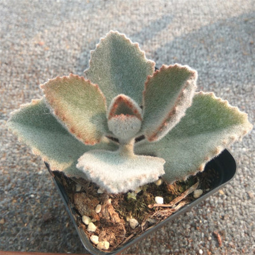 Real Live Succulent Cactus Plant :  Kalanchoe 'Roseleaf'