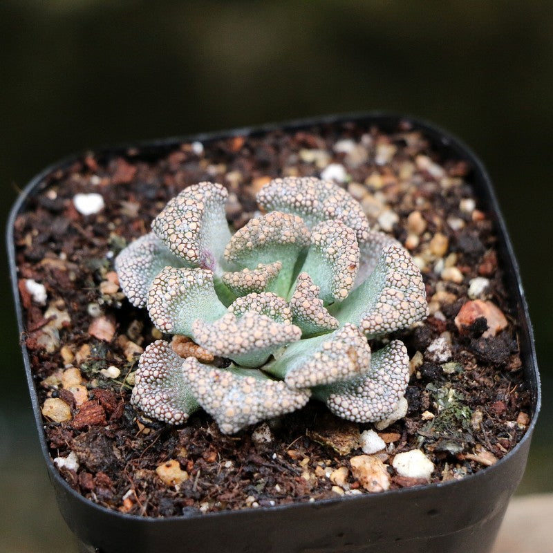Real Live Succulent Cactus Plant :  Titanopsis Calcarea